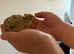 2 week old jumbo coturnix quail chicks for sale in Weston super mare
