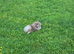 KC lilac russian import young male