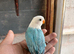 Beautiful baby lovebirds and adult lovebirds in Birmingham