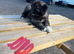 3 stunning Caucasian puppies for sale 1 girl 2 boys left