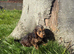 Stunning cockapoo puppy boy available ready now
