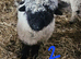 Valais Blacknose sheep