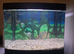 AquaStyle620 fish tank