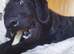 Labradoodle 8 months male