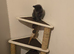 2 kittens for sale