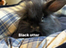 7 rabbits looking for homes