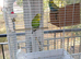 Budgies pair