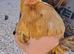 Pekin Bantam Pullets & Cockerels