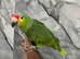 Baby Handreared Friendly Super Tame Cuddly Red Lord Amazon Parrot,26