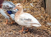 Apricot Call Duck Female