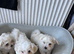 Maltipoo tea cup