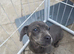 Male sausage pup 13weeks