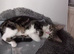 2 little kitten