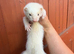 Angora ferrets
