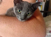 Russian blue for sale