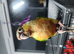Hand reared male greencheek conures ready to go