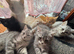 Half Persian 7 Kitten Mixed Littter (Offers Accepted)