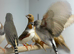 Zebra finches