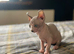 Amazing Sphynx