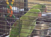 Hand reared Alexanderine chiks 3mnth