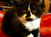 REDUCED! 1 last Scottish Fold kitten looking for a new home