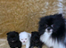 Beautiful Black Pomeranian Boys - Looking for Loving Homes