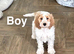 Snowflake adorable puppies looking for homes