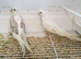 Beautiful Albino Young Cockatiels young 2026
