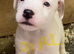 Beautiful jack Russell puppies