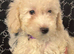 3 cockapoo puppies ready to go