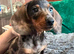 Miniature Dachshund