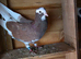Roller pigeons