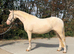 Cremello welsh D mare 14.2.
