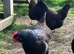 Hatching eggs gold laced Barnevelder LF &pound;3 each