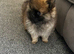 Tiny Pom boy