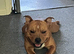 Red Staffy for loveing home