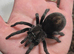 Tarantulas