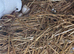 Breeding Pair English Fantails with Squab