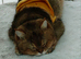 Stunning Golden Scottish fold straight boy needs special love family