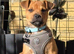 Adorable 4-Month-Old Jug Puppy (Pug x Jack Russell) Looking for a Loving Home