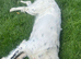 Lola 9 month old female