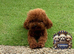 Exquisite Esponjoso Royal maltipoo Boy