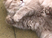 4 Beautiful British Long Haired Kittens for sale.