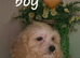 Cavapoochon