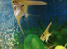 Angel Fish juveniles for sale