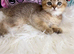 Stunning Scottish Fold Kittens