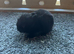 Netherland dwarf babies