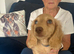 Cream long haired mini dachshund pups
