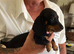 Ready Now Miniature Smooth Dachshunds