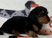 Stunning long hair miniature boys READY ON FRIDAY